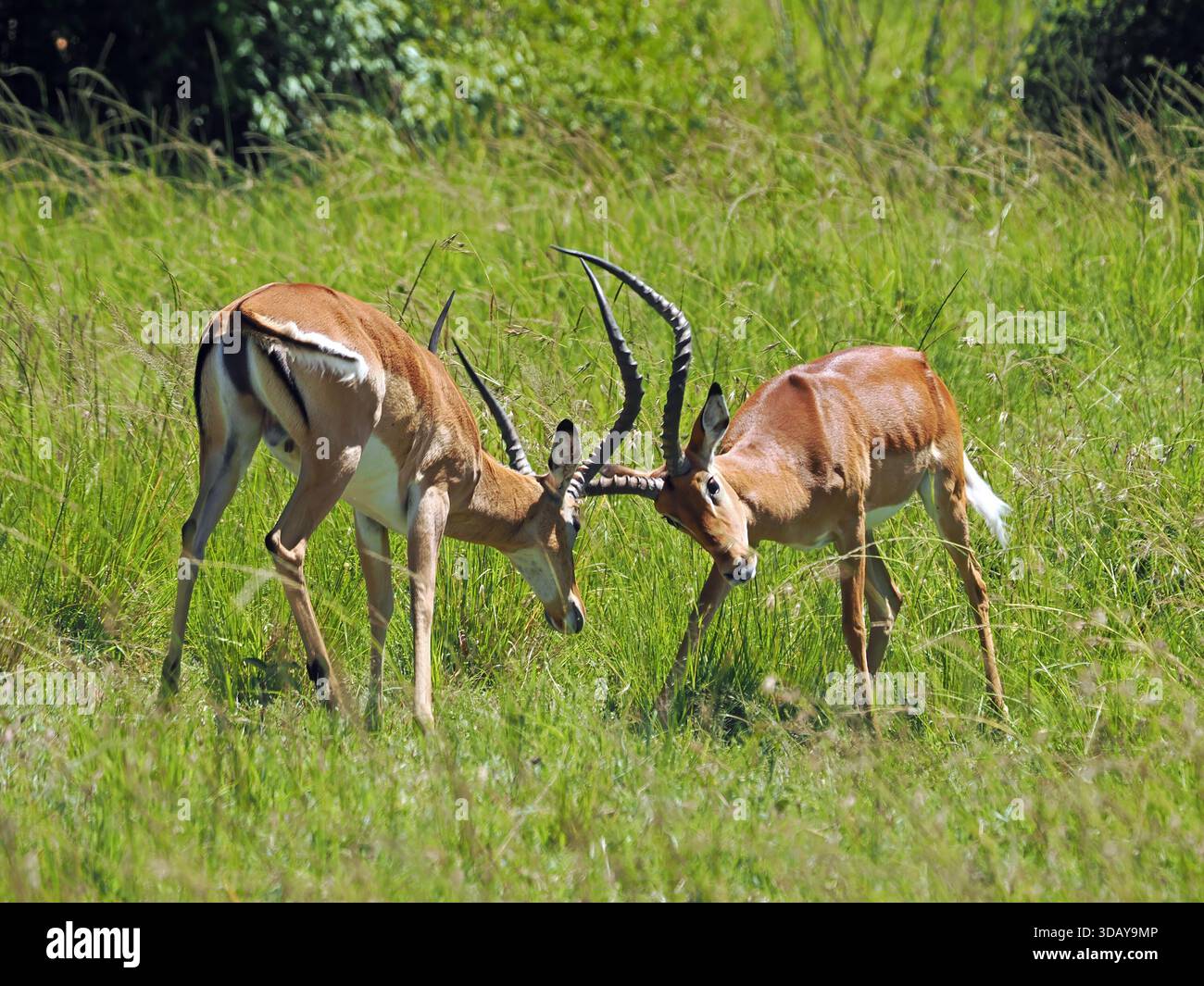 Impala maschile (Aepyceros melampus) con imponenti corna che lottano per la supremazia nell'erba verde lunga di Mara Conservancies, Kenya, Africa Foto Stock