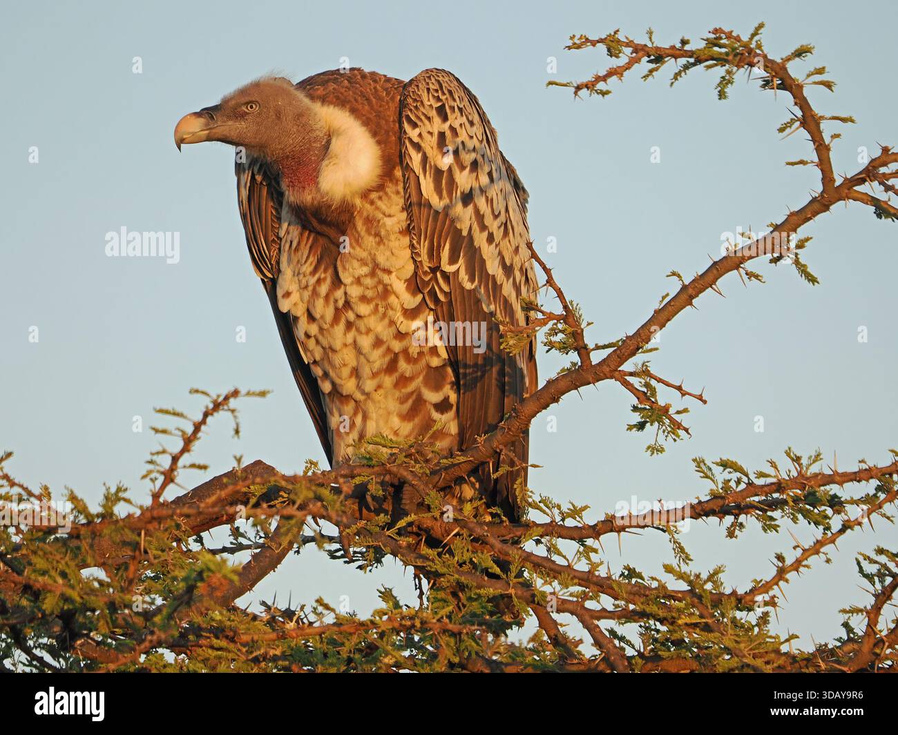 Ritratto all'alba di Ruppells Griffon Vulture (Gyps rueppellii) in una luce dorata su una spina di acacia (Acacia tortillis) a Mara Conservancy, Kenya, Africa Foto Stock