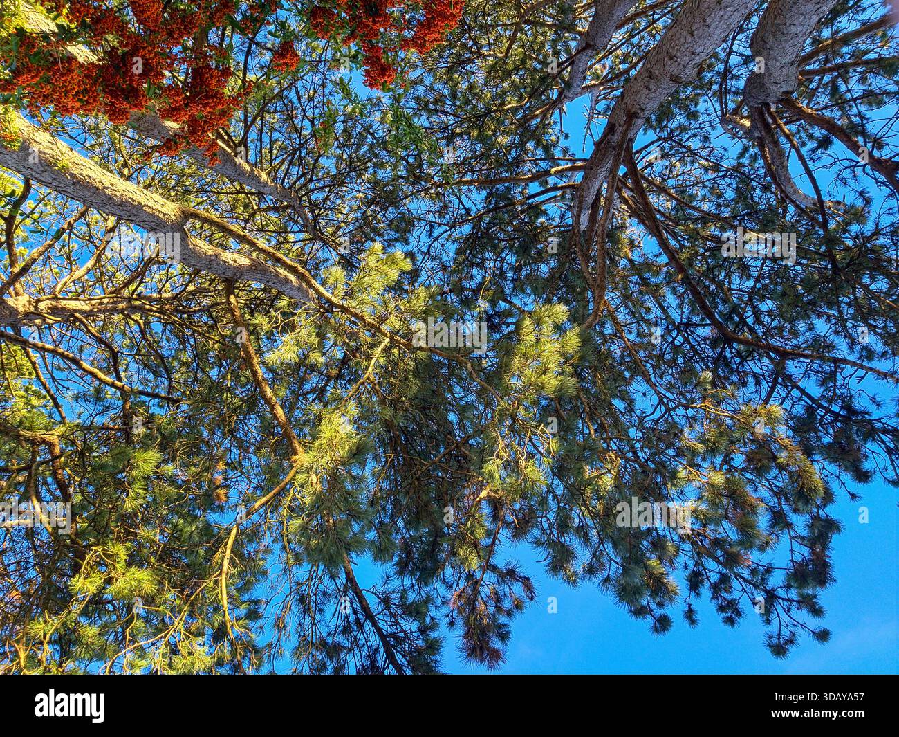 #,titolo 1,Yew Branches Red Arils 2,Conifer Canopy Blue Sky 3,Red Berries Pine Needles 4,Up Yew Tree View 5,Evergreen Foliage Red Fruits 6,Taxus Ba Foto Stock