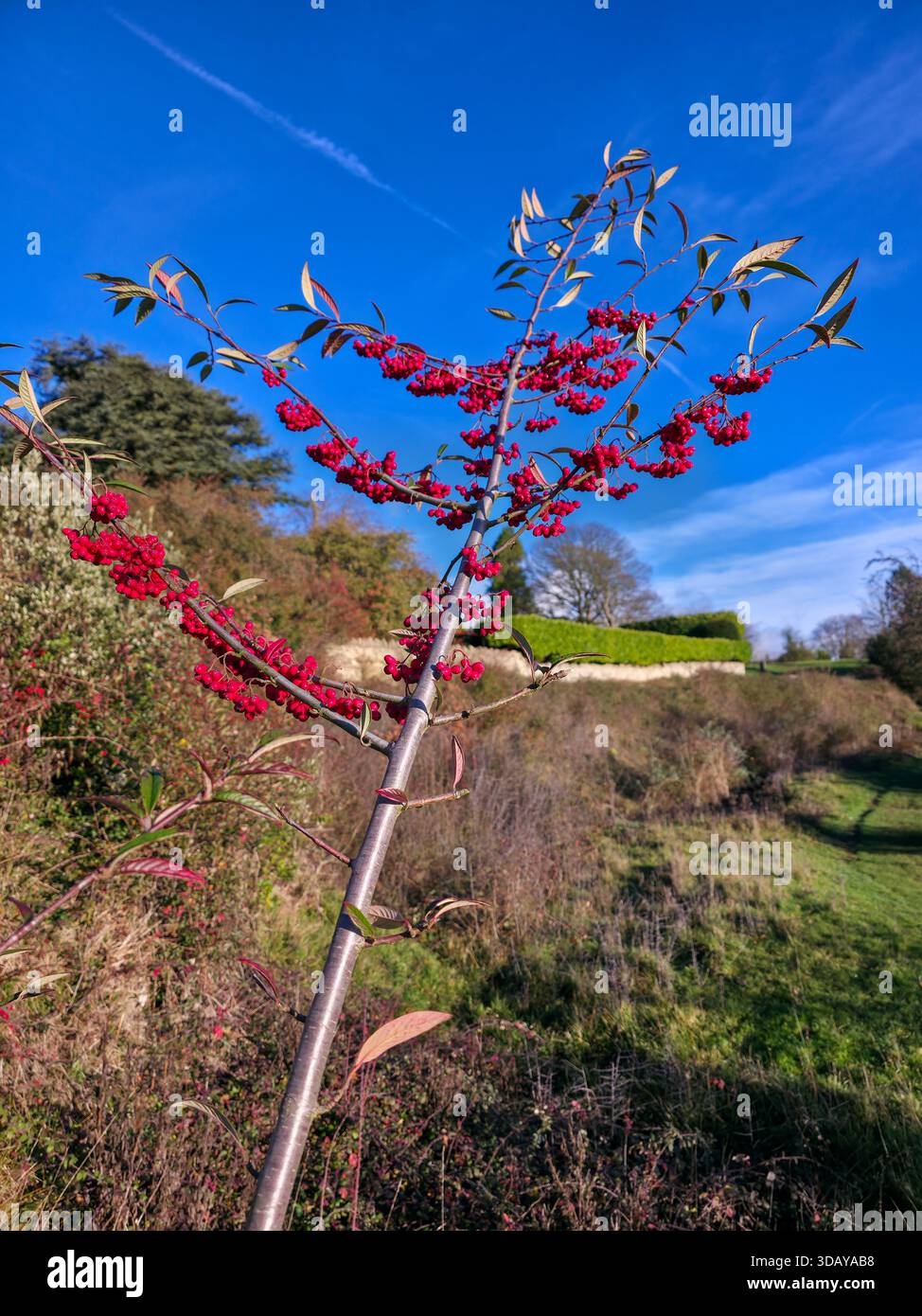 Young Tree Branches Laden con Red Berries contro Blue Winter Sky - Immagine stock catturata con smartphone