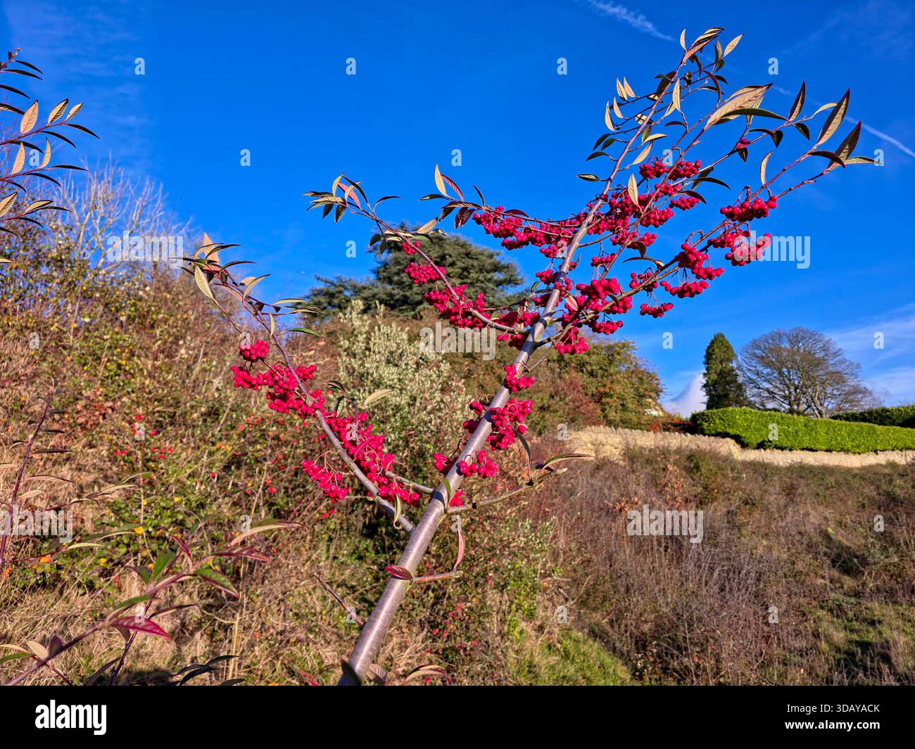 Red Berry Branches of Young Tree contro Clear Blue Winter Sky - Immagine stock catturata con smartphone