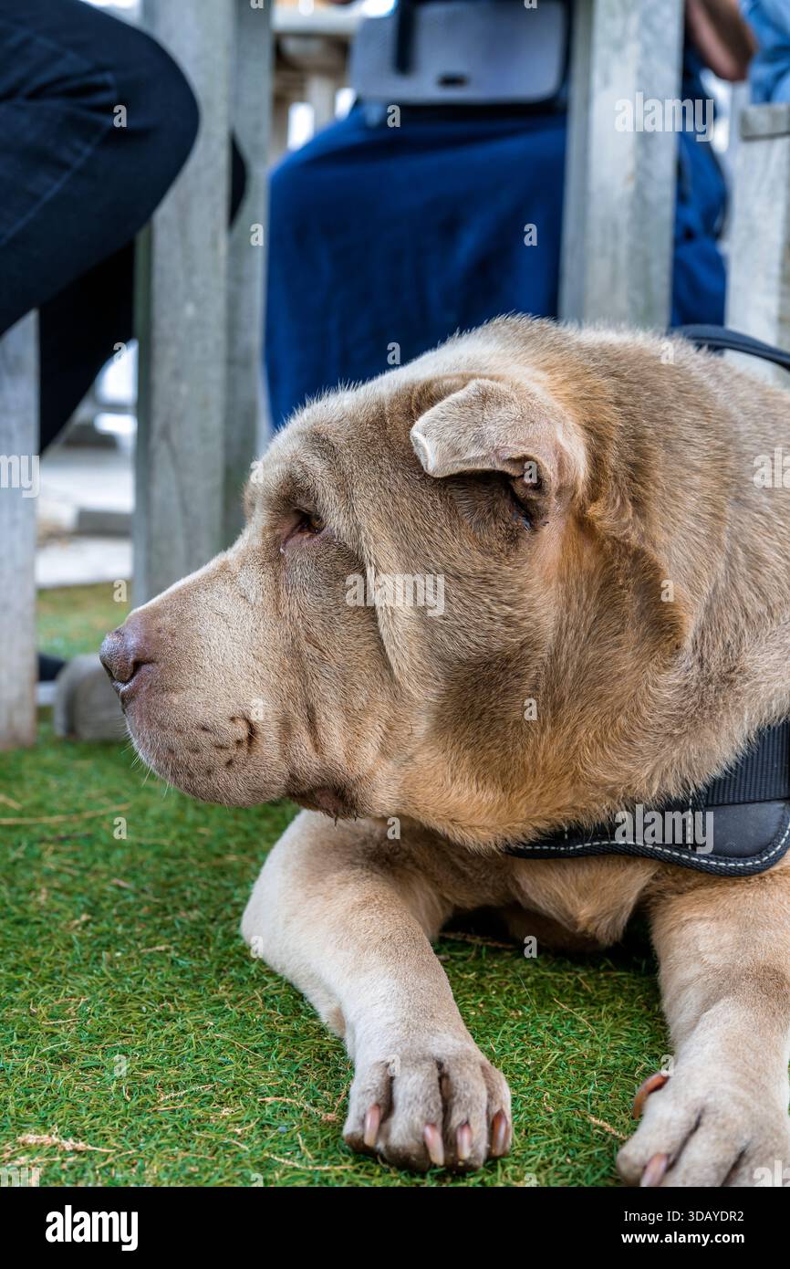 Primo piano di Shar Pei Dog Foto Stock