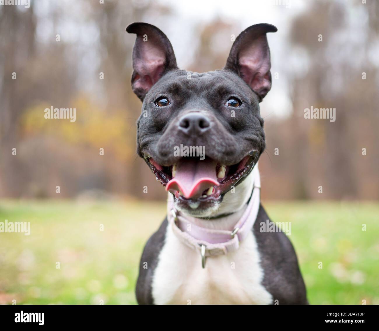 Un felice cane di razza mista bianco e nero Pit Bull Terrier con un enorme sorriso sul viso Foto Stock