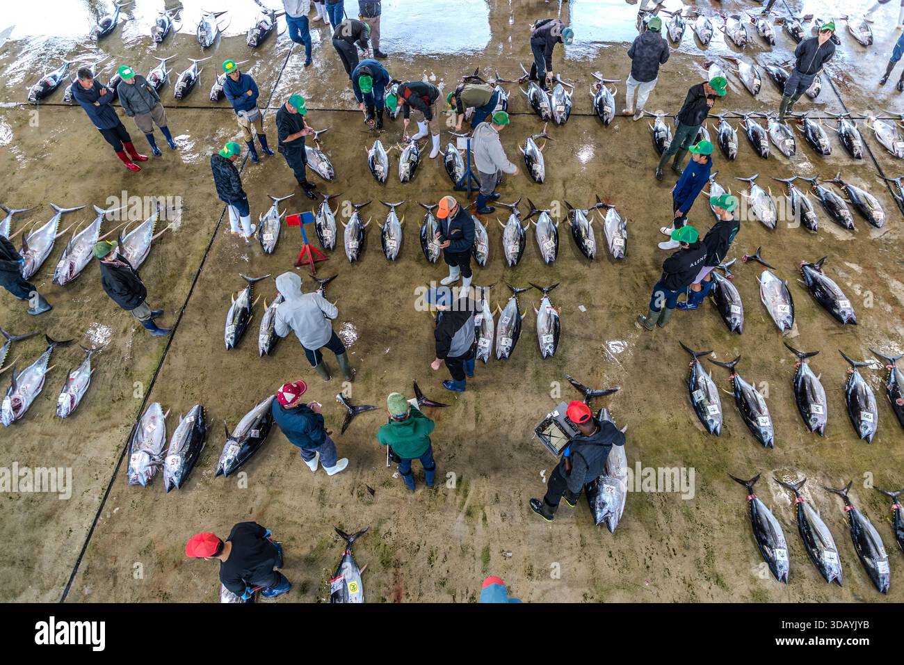 Una vista aerea alta mostra acquirenti e venditori che si muovono tra file di tonno appena pescato durante l'asta nel edificio del porto di Nachikatsuura, prefettura di Wakayama, Giappone. Il porto di Katsuura è uno dei principali luoghi di sbarco per il tonno fresco in Giappone. Foto Stock