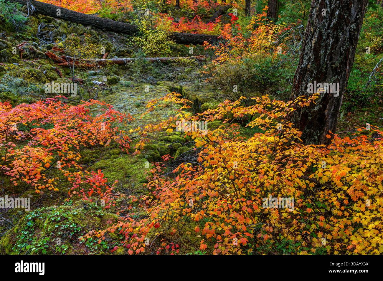 Lava Flow, Vine Maple, McKenzie River National Recreation Trail, Willamette National Forest, Oregon Foto Stock