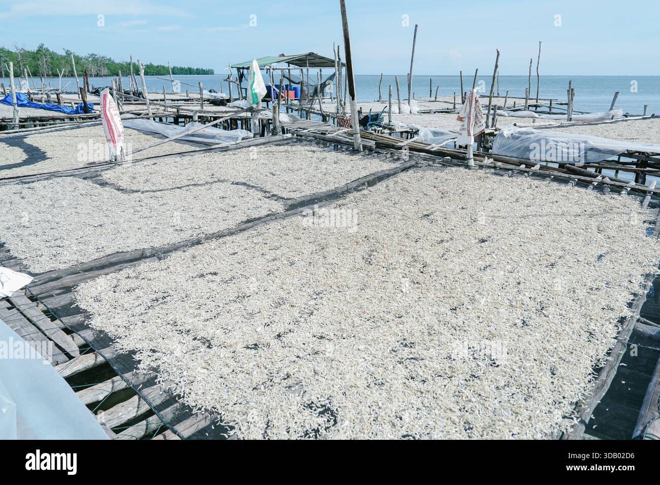 Ampia vista delle acciughe essiccate sparse su grandi piattaforme di essiccazione in legno sopra il mare, che illustrano la tradizionale lavorazione del pesce costiero. Foto Stock