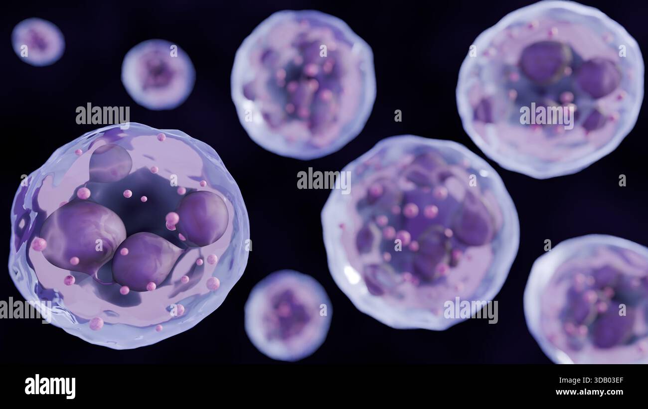 Rendering 3D dei neutrofili ipersegmentati. I loro nuclei mostrano un'anomalia, divisa in più di 6 o più segmenti Foto Stock