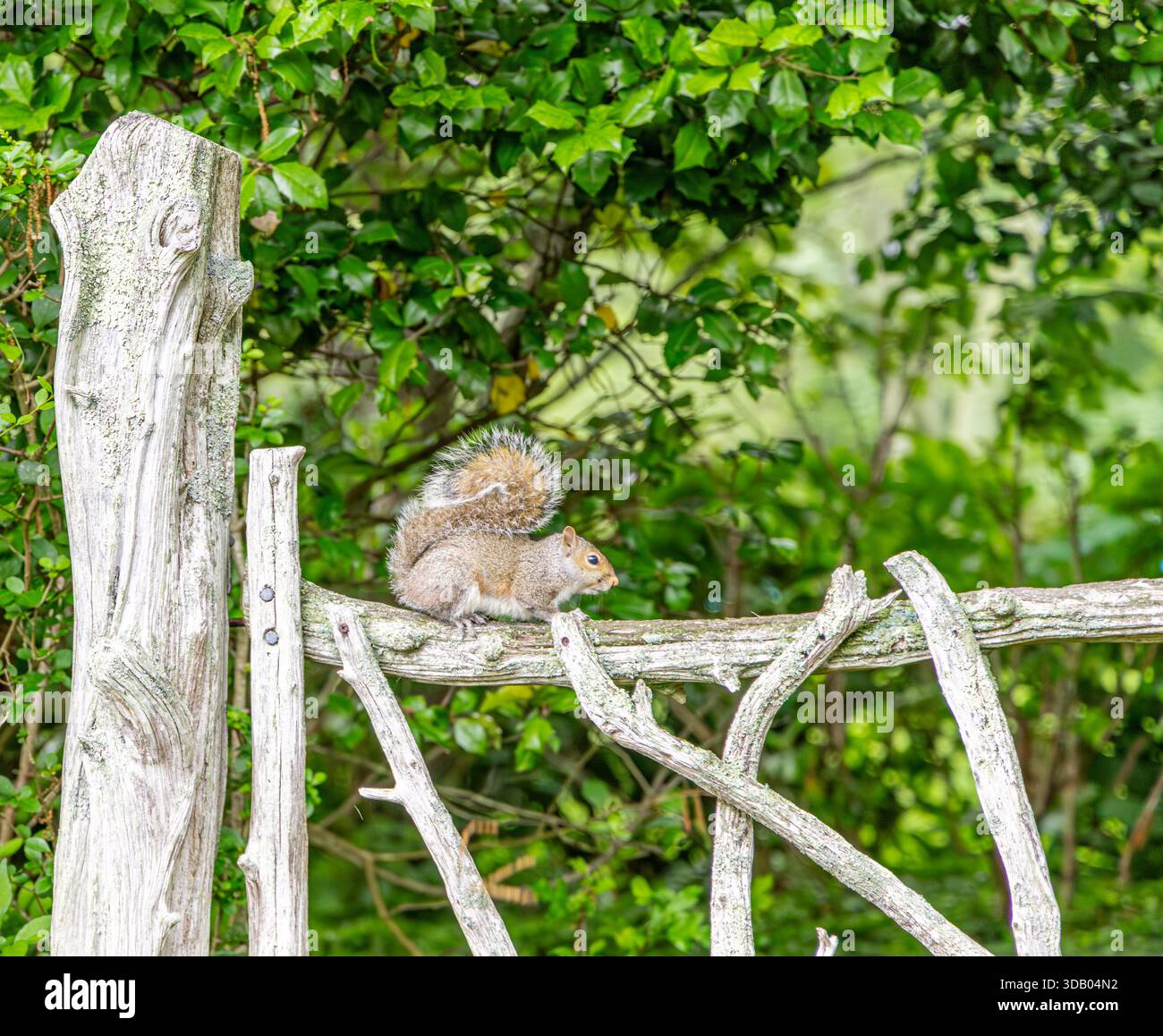 scoiattolo su una vecchia recinzione a long island, new york Foto Stock