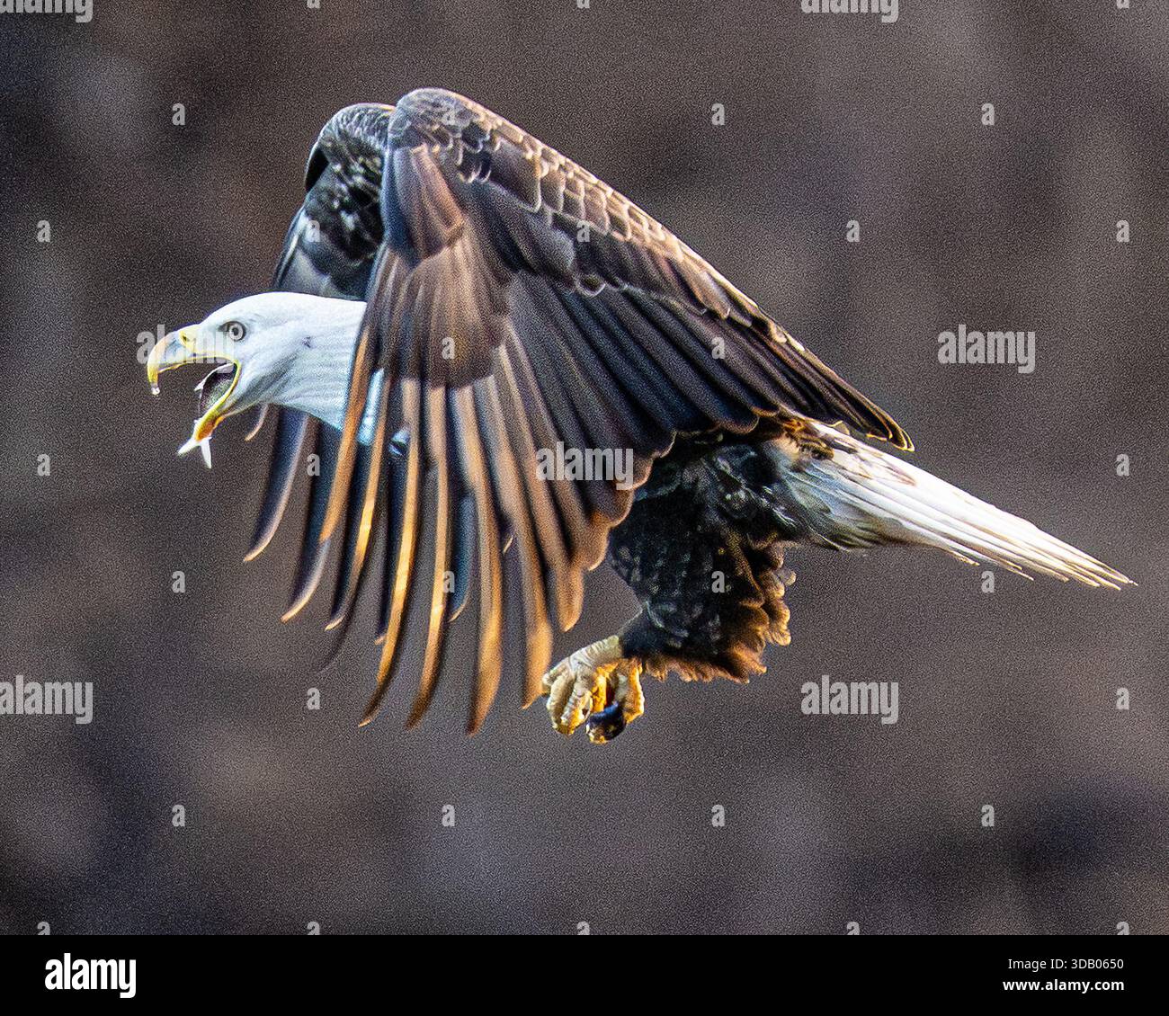 Calvo Eagle Haliaeetus leucocephalus pesca e volo - rapitore / rapace negli Stati Uniti d'America presso la diga di Conowingo Foto Stock
