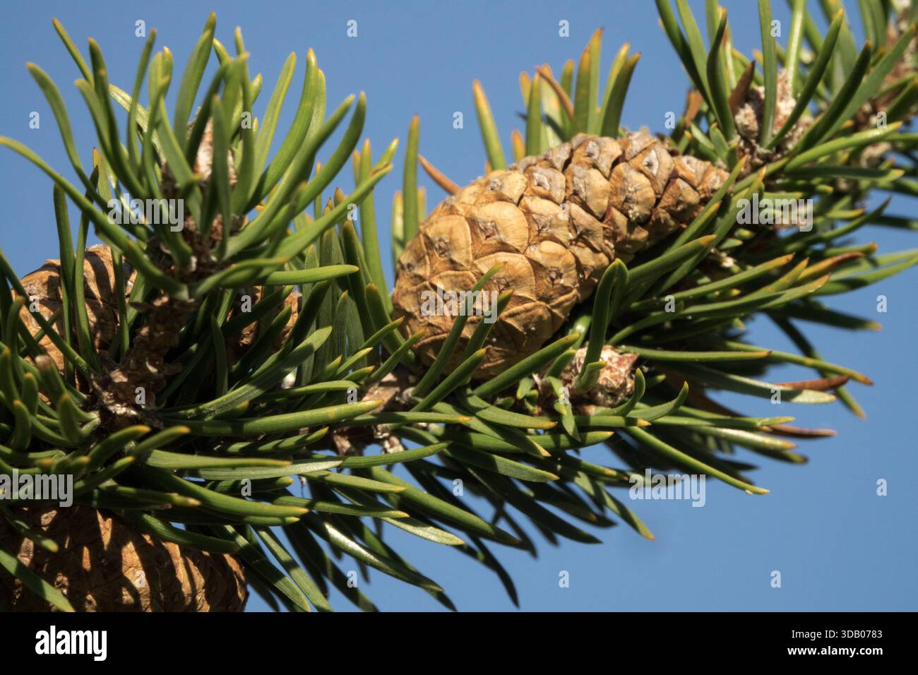 Cono Pinus banksiana Foto Stock