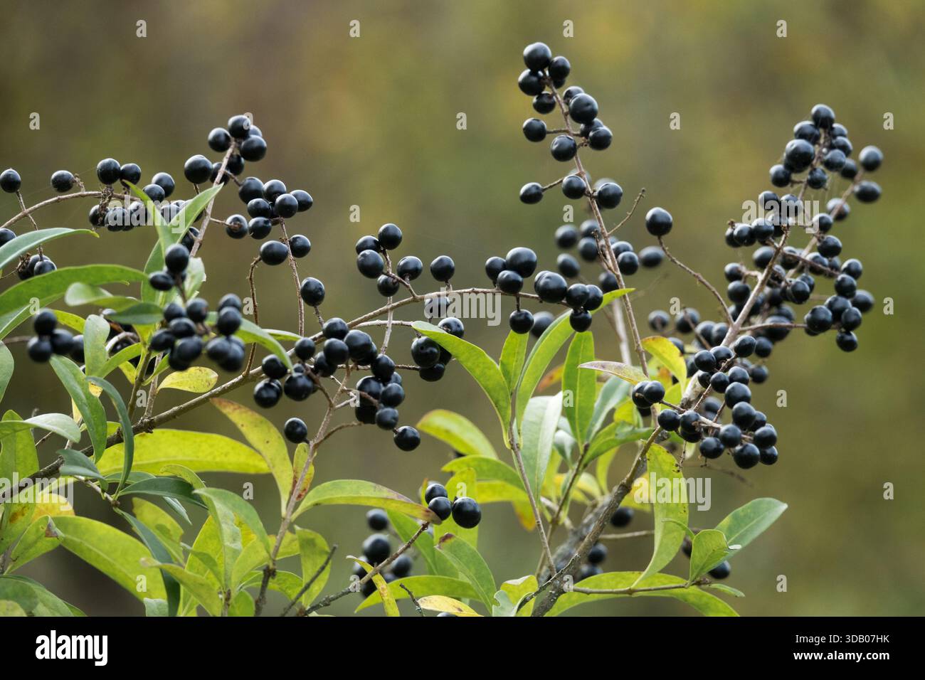 Bacche di Privet Ligustrum vulgare Foto Stock