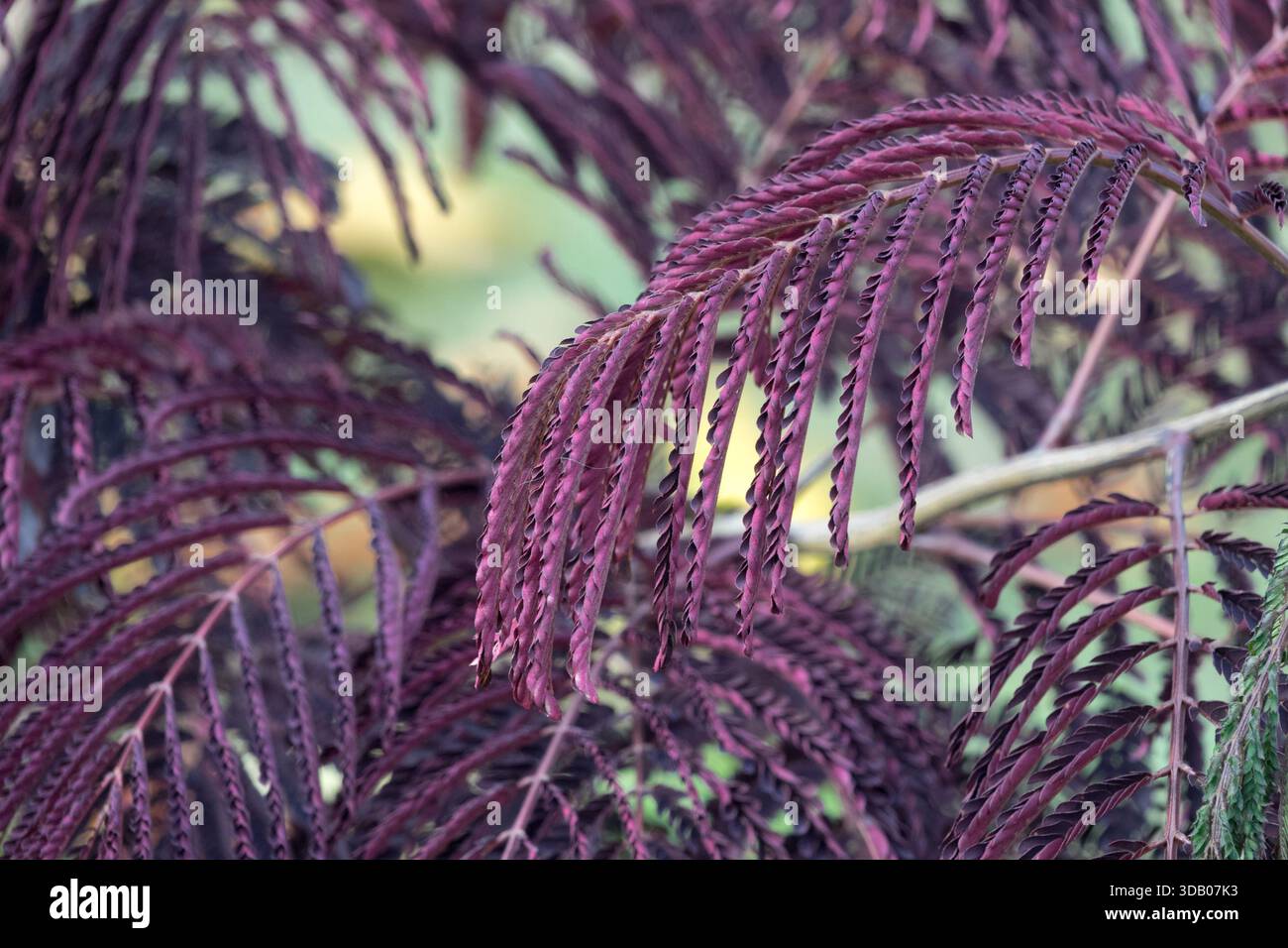 Cioccolato Mimosa colore autunnale Albizia julibrissin ''cioccolato estivo'' Foto Stock