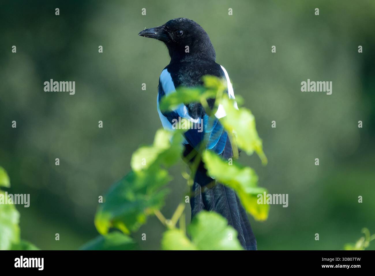 Magpie eurasiatiche, Pica pica, magpie comuni Foto Stock