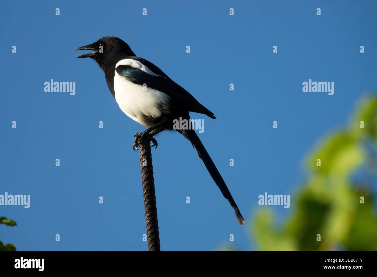 Magpie eurasiatiche, Pica pica, magpie comuni su bastoncino metallico Foto Stock