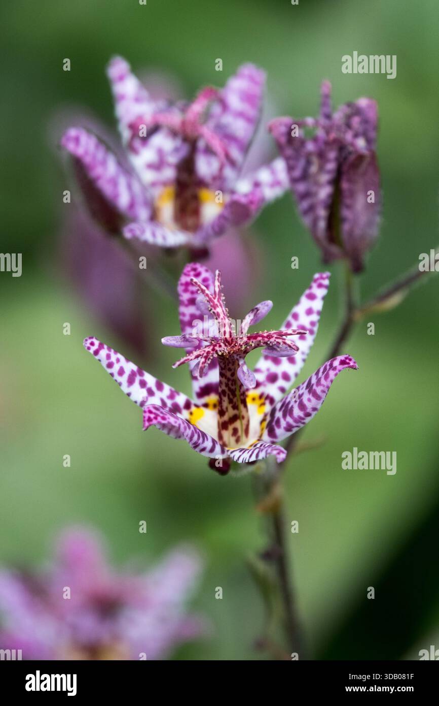 Toad Lily Flower Foto Stock