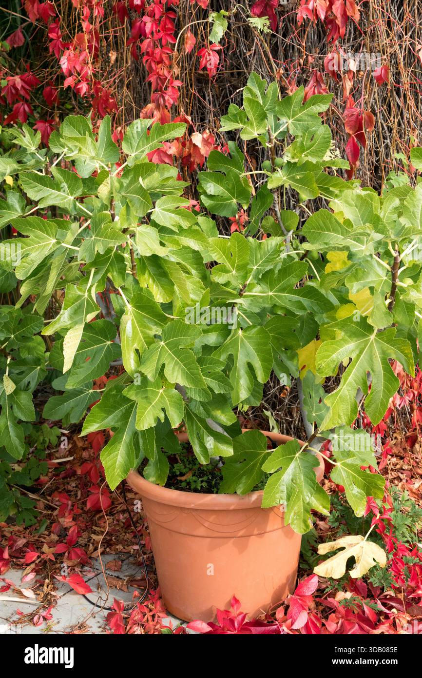 Comune Ficus carica Ficus Growing i pot Foto Stock