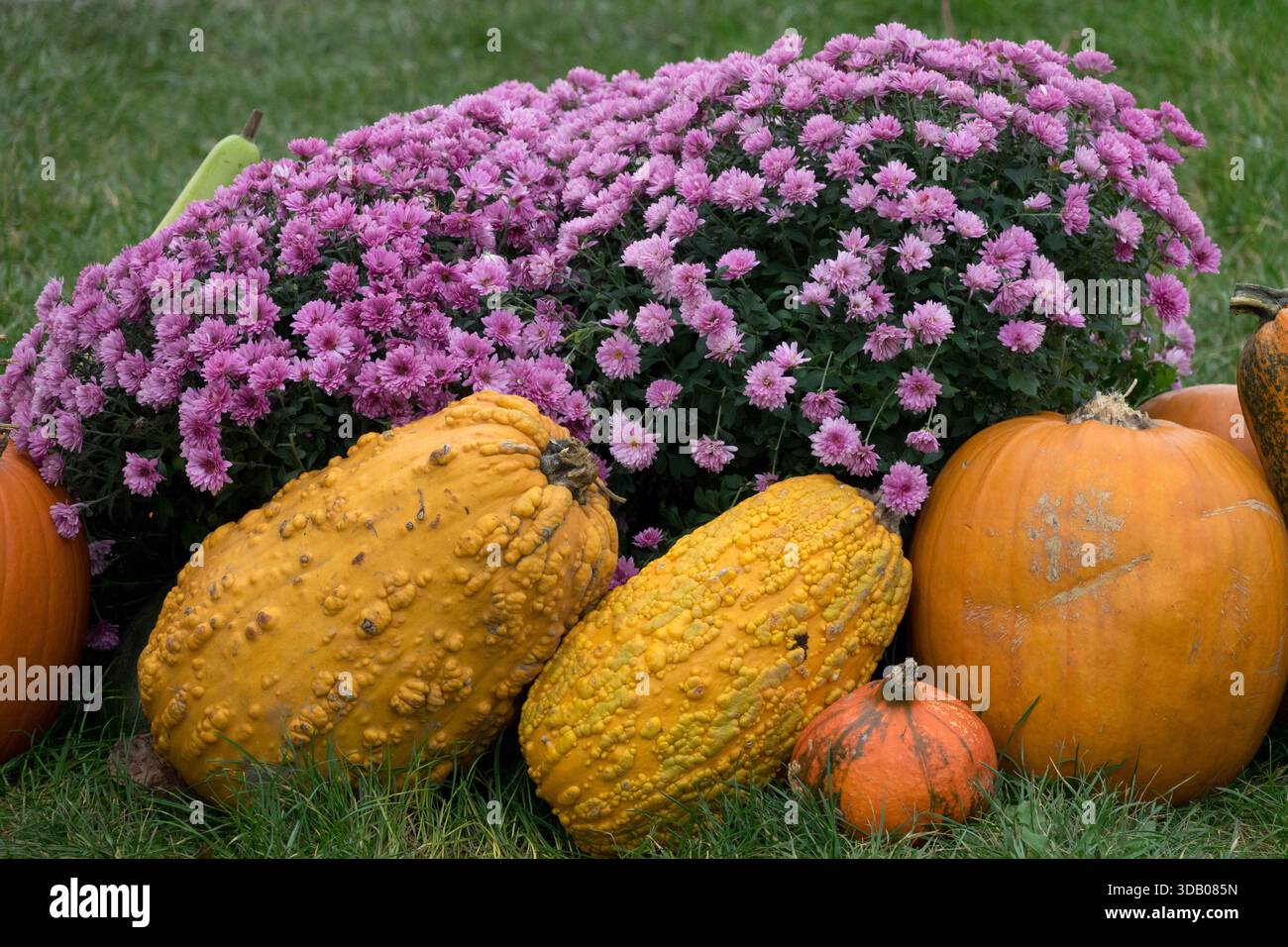 Natura morta autunnale: Zucche e sciroppi in fiore Foto Stock
