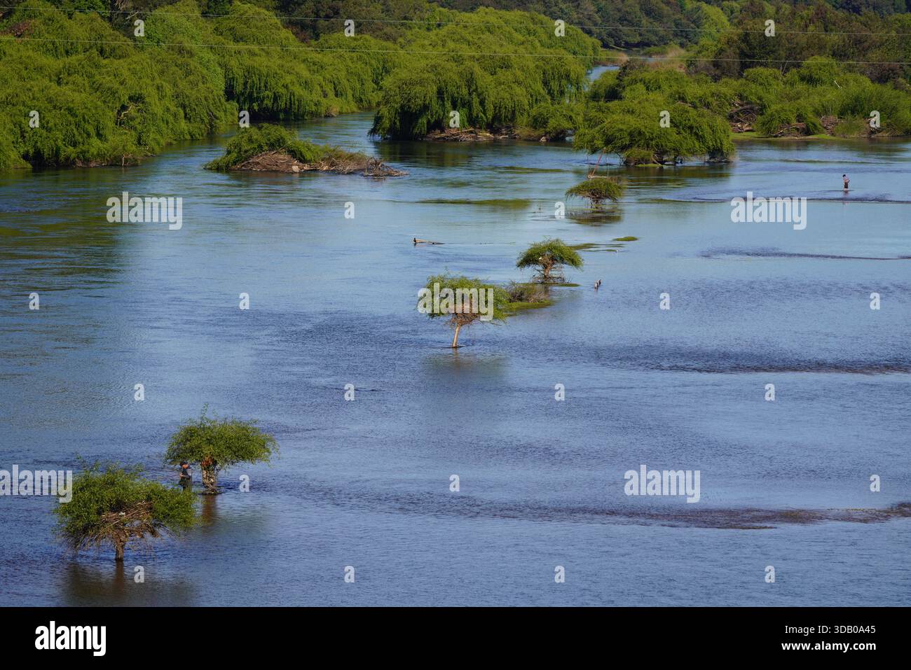 Río Cholchol al atardecer con arboles en su cauce ubicado en la región de la araucania. Foto Stock