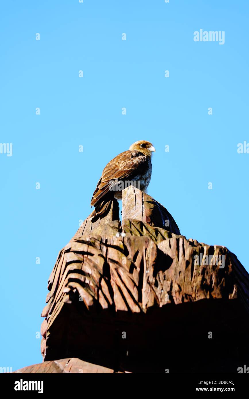 Chimango caracara (Daptrius chimango) encaramado sobre una escultura de madera al atardecer Foto Stock