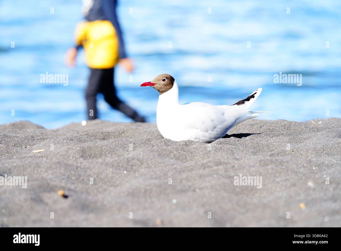 Una gaviota capuchina descansa en el lago y una persona pasa caminando en el fondo de la imagen. Foto Stock