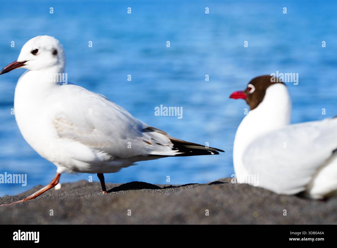 DOS gaviotas descansando en la arena de un lago Foto Stock