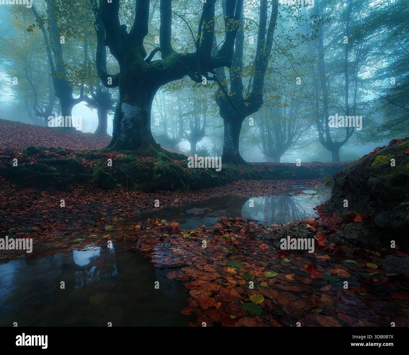 foresta autunnale di oggy con alberi antichi, radici muschiate e foglie cadute riflesse in un piccolo ruscello. Ambientazione boschiva suggestiva con luce soffusa e mistero Foto Stock