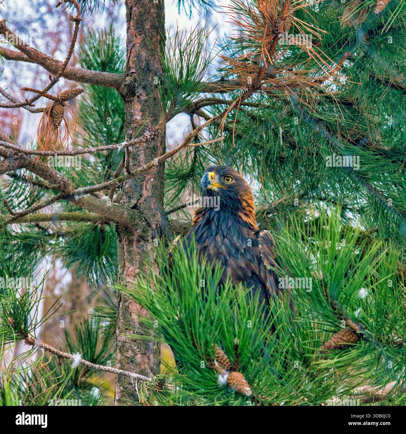 Eagle in Tree - vari Foto Stock