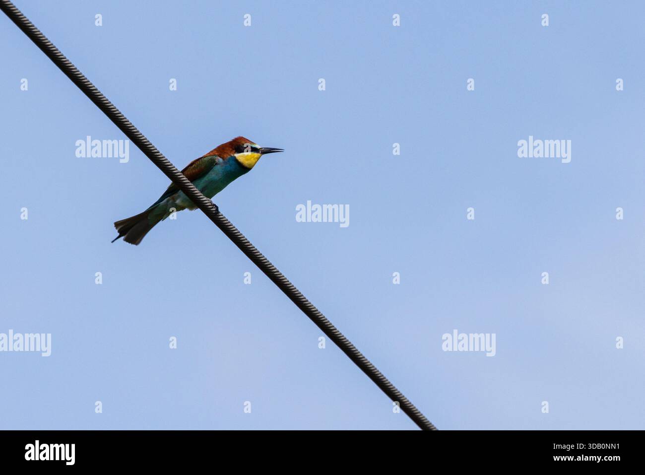 European Bee-Eater (Merops apiaster) arroccato su un filo elettrico in Mosella, Francia Foto Stock