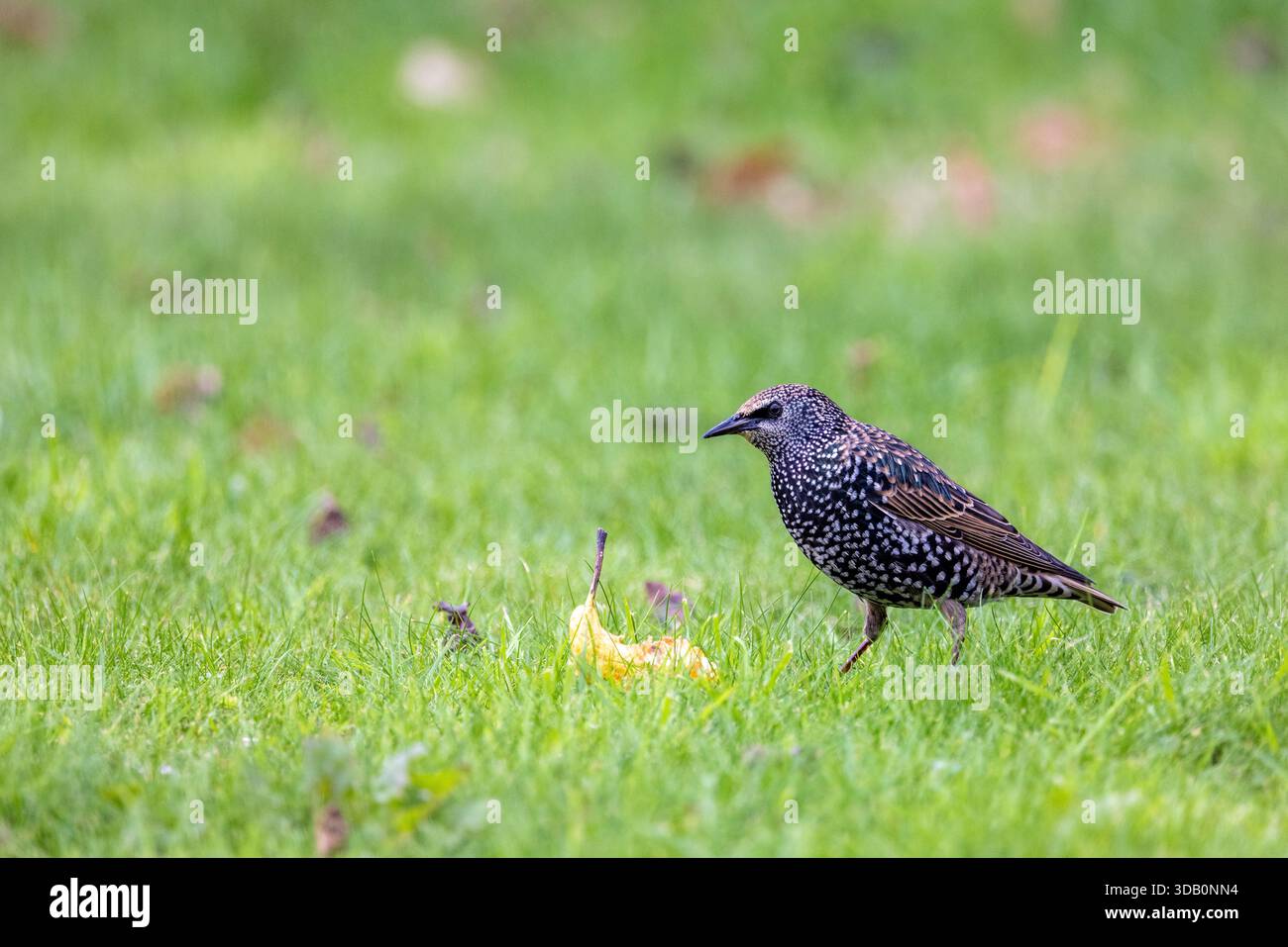 Starling comune (Sturnus vulgaris) che si nutre di una pera in un giardino, Pas-de-Calais, Francia Foto Stock