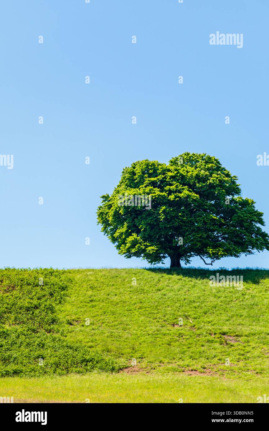 Un albero solitario e lussureggiante sorge su una dolce collina erbosa sotto un cielo azzurro. La scena trasmette solitudine, pace e la bellezza della natura in un luminoso sole Foto Stock