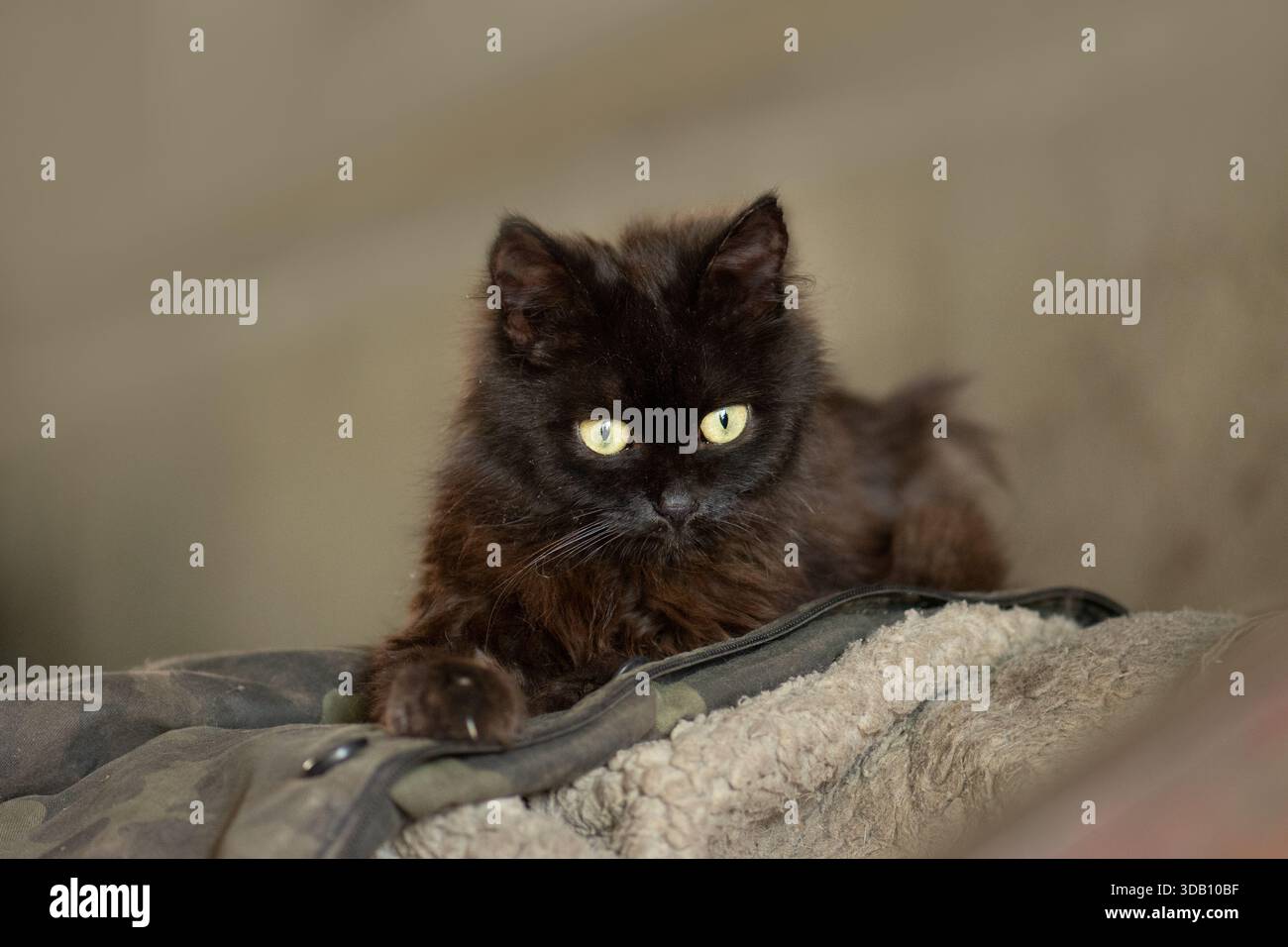 Salvataggio di animali domestici. Gatti domestici affamati che erano in strada a causa delle ostilità. Foto Stock