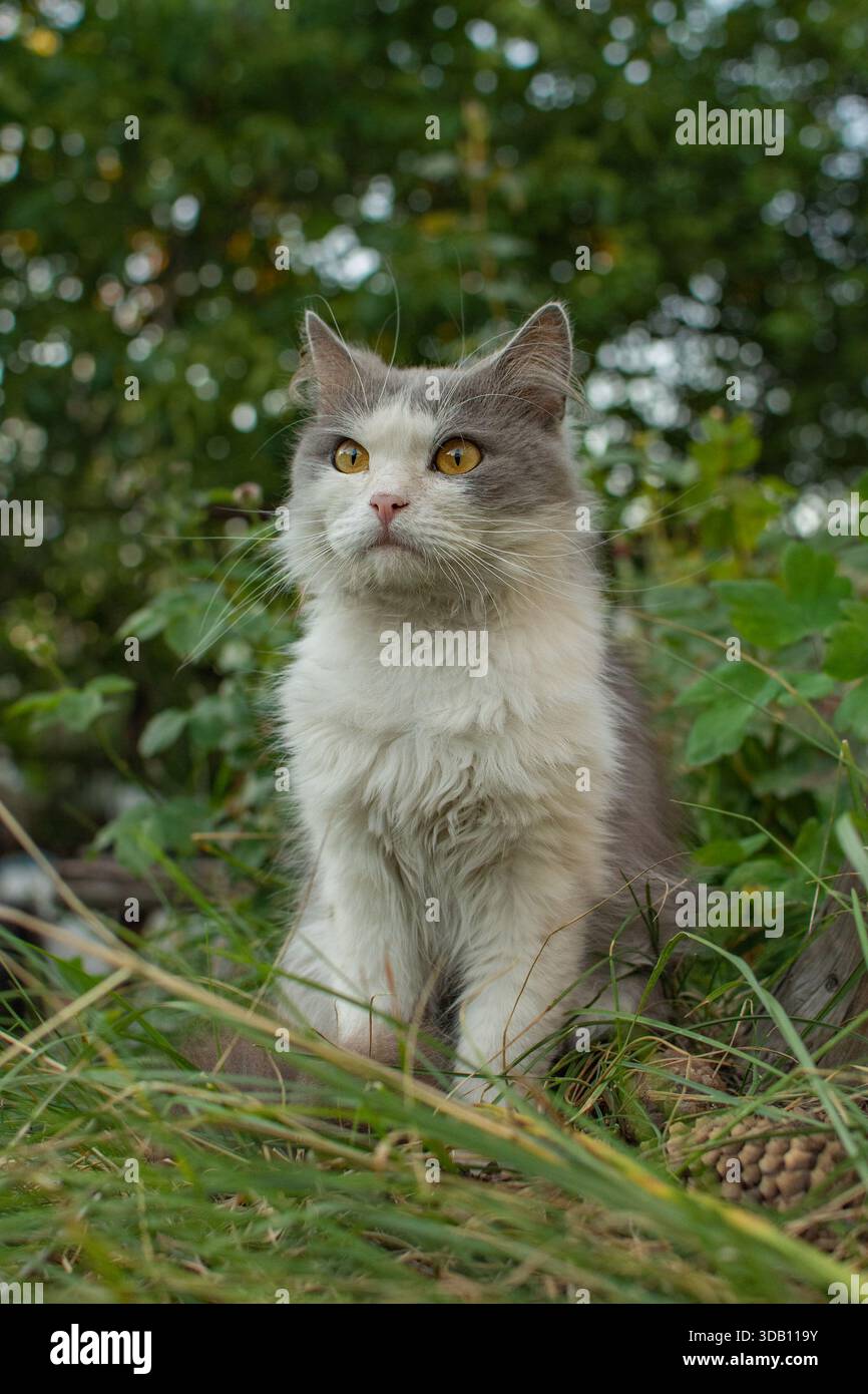 Rendere sicuri gli ambienti esterni dei gatti in giardino. Carino gatto sicuro esplorare il mondo all'aperto. Foto Stock
