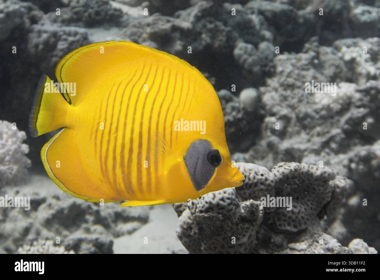 Pesce farfalla mascherato di colore giallo illuminante su sfondo grigio. Le tonalità ottimistiche del giallo e del grigio estremo sono i colori dell'anno 2021 Foto Stock
