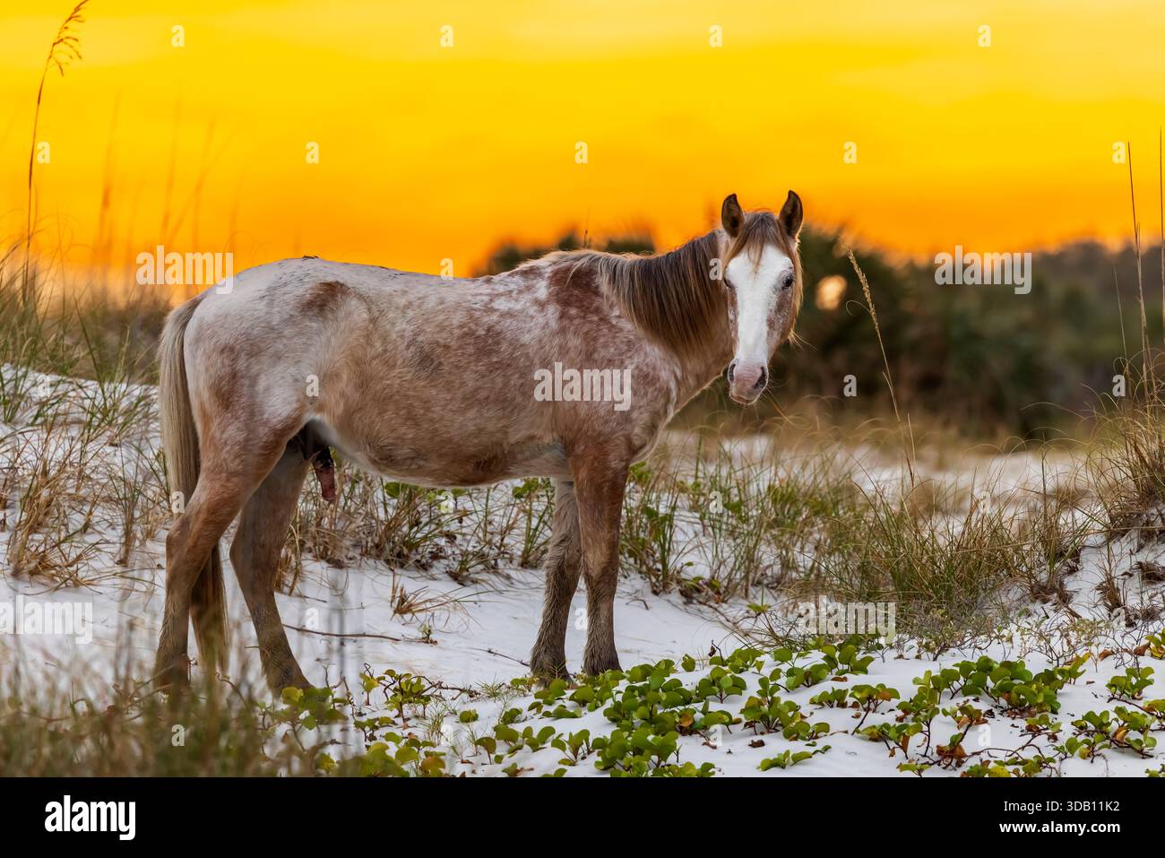 Cavallo selvatico (Equus Feral) sulle dune di sabbia della Cumberland Island National Seashore, Georgia Foto Stock