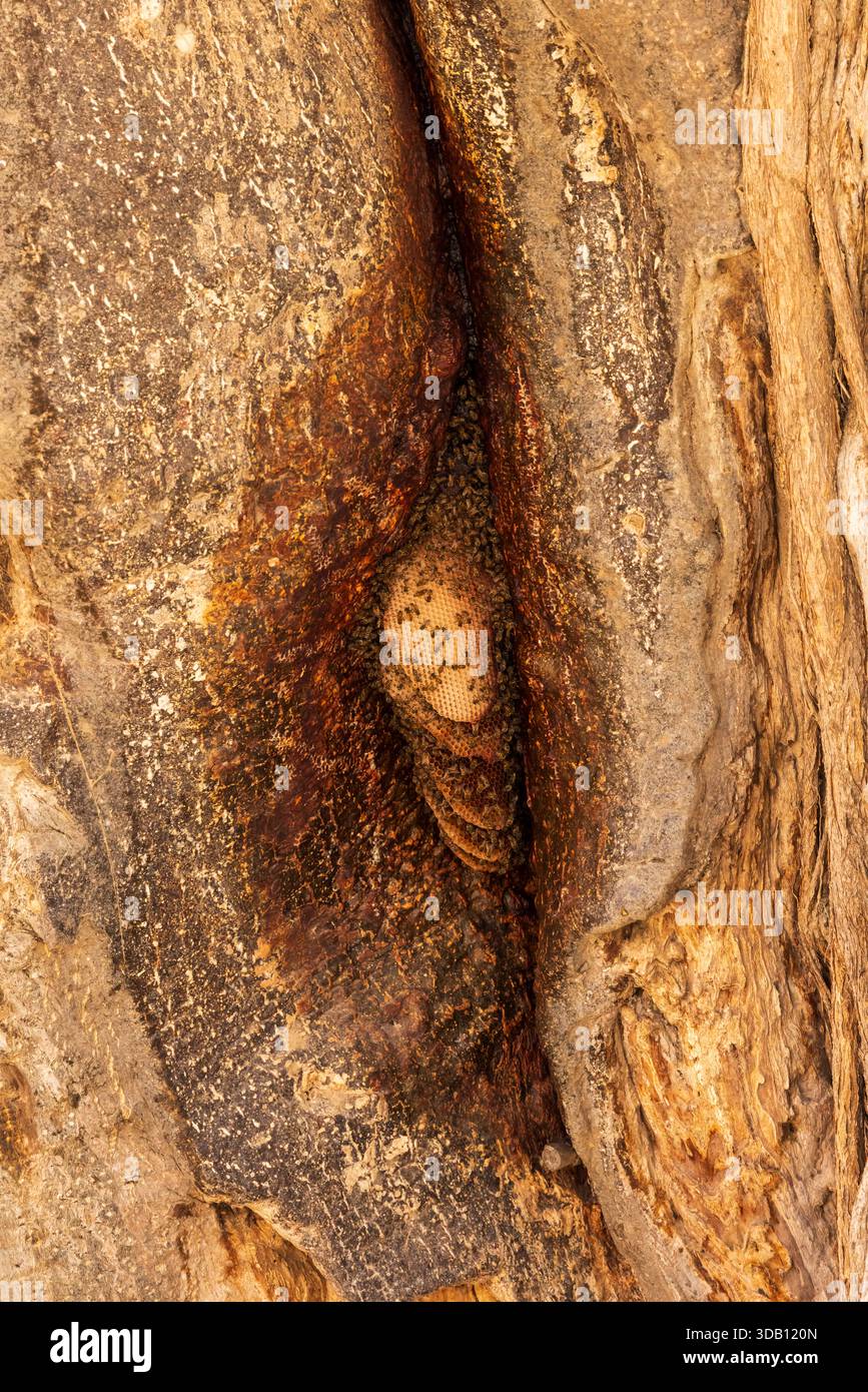 Colonia africana di Honey Bee in un albero di Baobab nel Tarangire National Park, Tanzania Foto Stock
