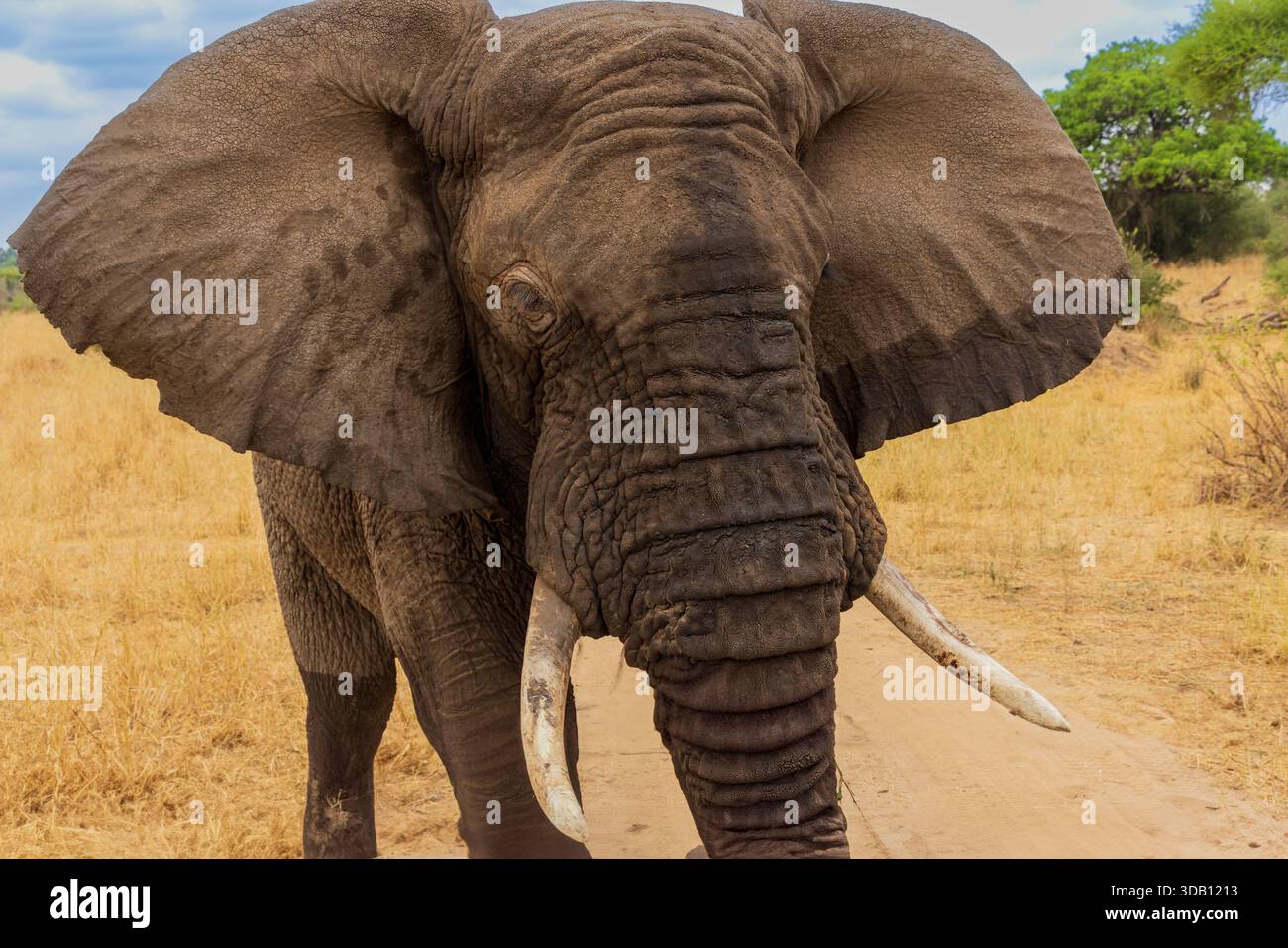 Veicolo per la ricarica di tori di elefante africano (Loxodonta africana) nel Parco Nazionale di Tarangire, Tanzania Foto Stock
