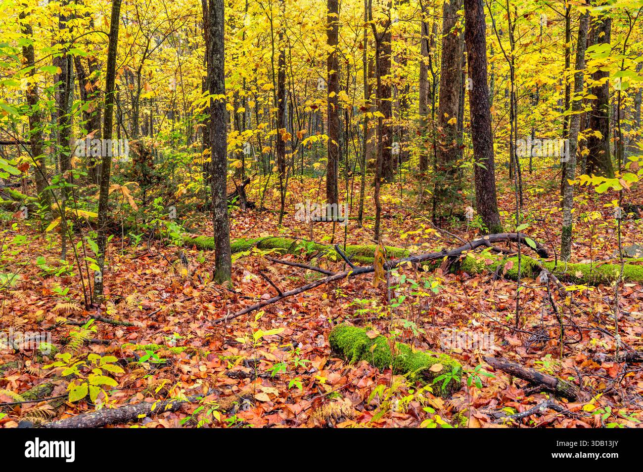 Un bellissimo sentiero laterale per il fogliame autunnale nelle grandi Smoky Mountains mostra le foglie cadute, i tronchi di muschio e gli alberi colorati che fiancheggiano i sentieri Foto Stock