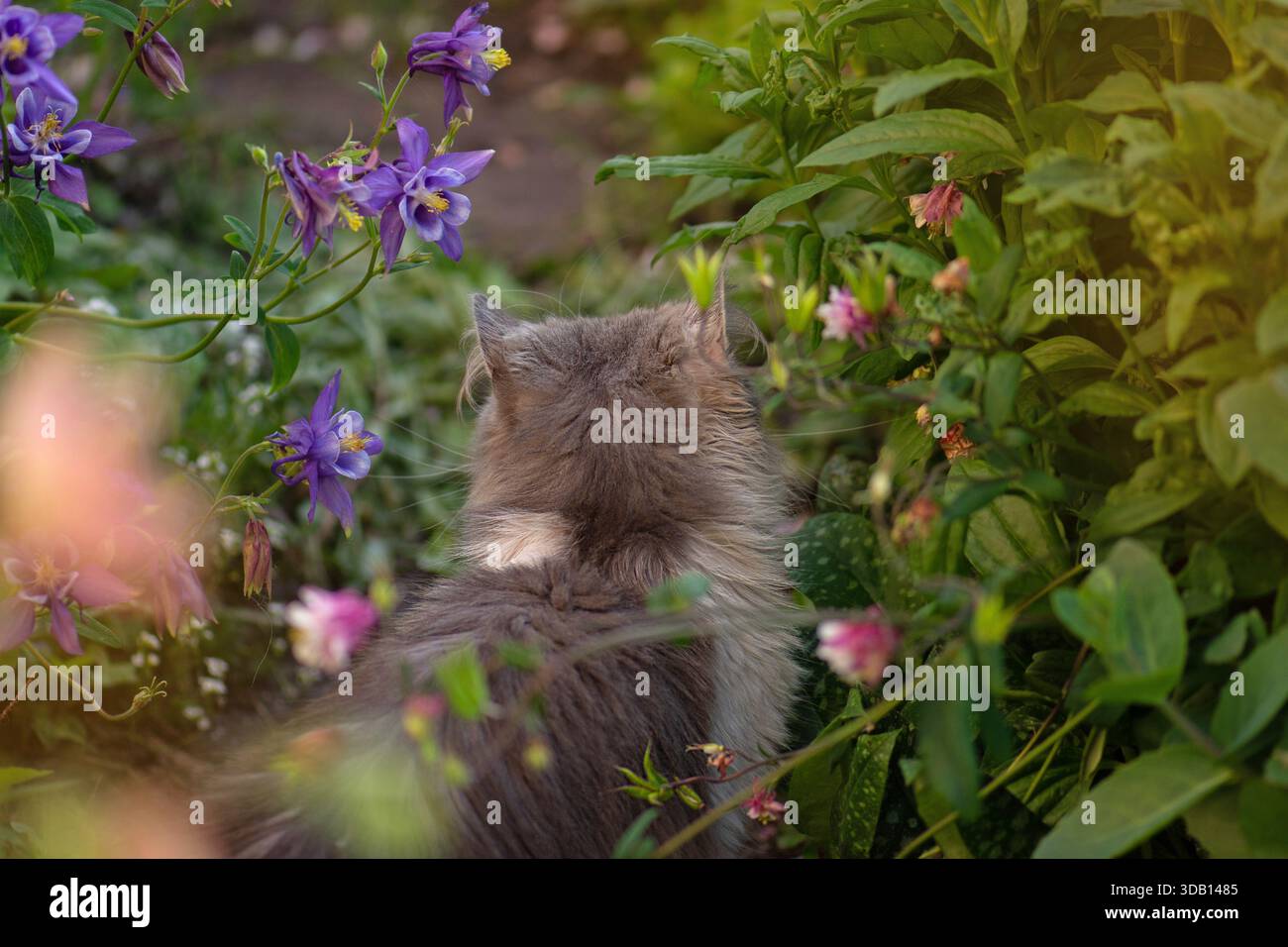 Giardino Cat friendly con piante da giardino sicure e non velenose. Piante da giardino non velenose, sicure per gli animali domestici. Foto Stock