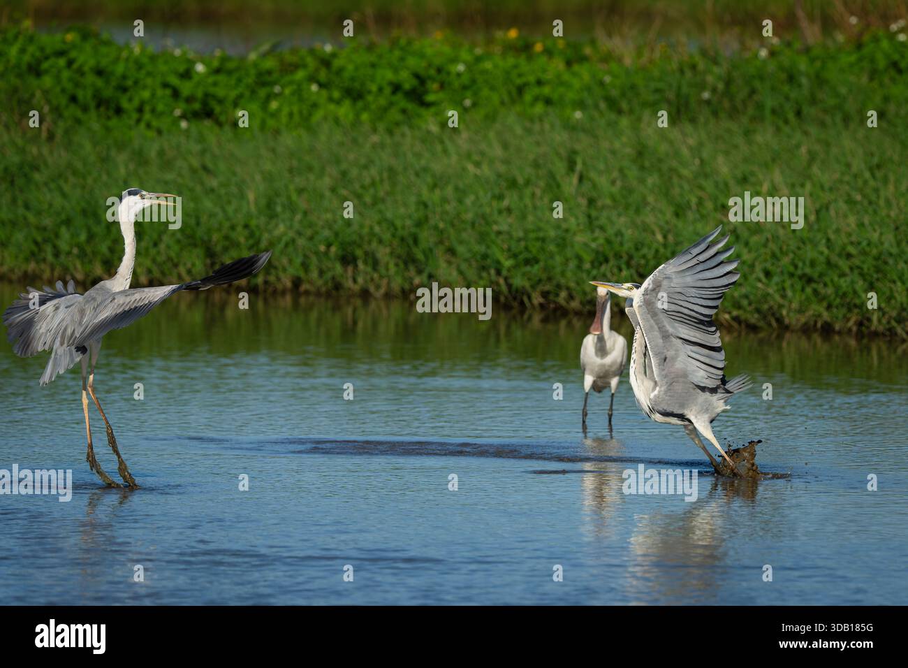 Due Grey Herons stanno avendo una disputa territoriale, e un Eurasian Spoonbill sta guardando Foto Stock