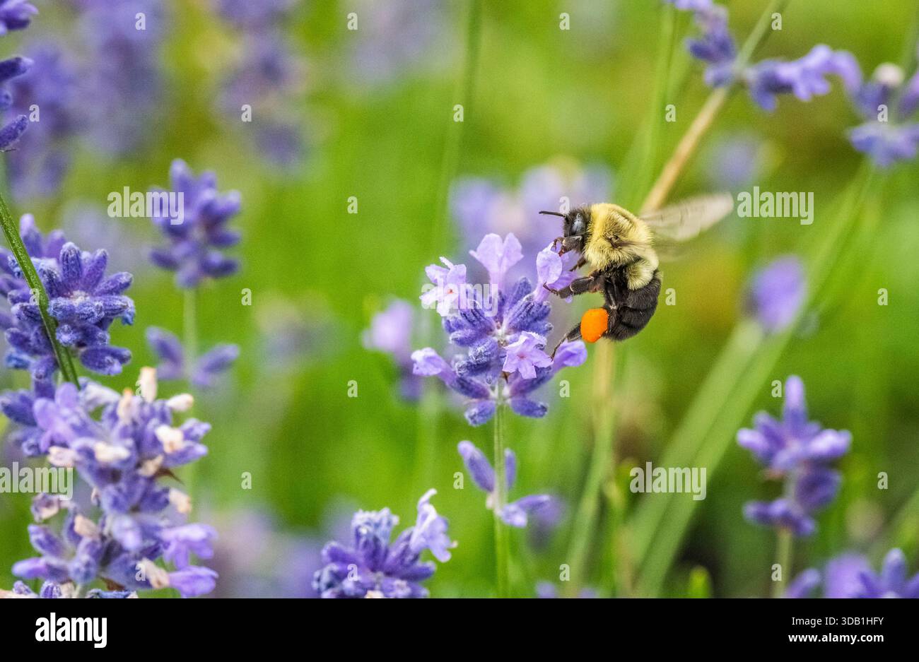 Bee in Lavender Fields presso Seaform Lavender Company and Gardens a Seaform (fiume John) nuova Scozia Canada Foto Stock