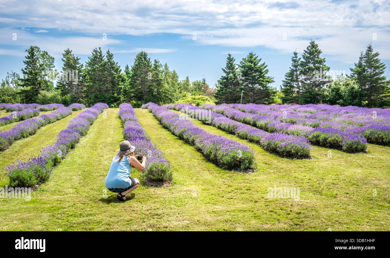 Donna che scatta foto nei campi di lavanda al Seaform Lavender Company and Gardens a Seaform (fiume John) nuova Scozia Canada Foto Stock
