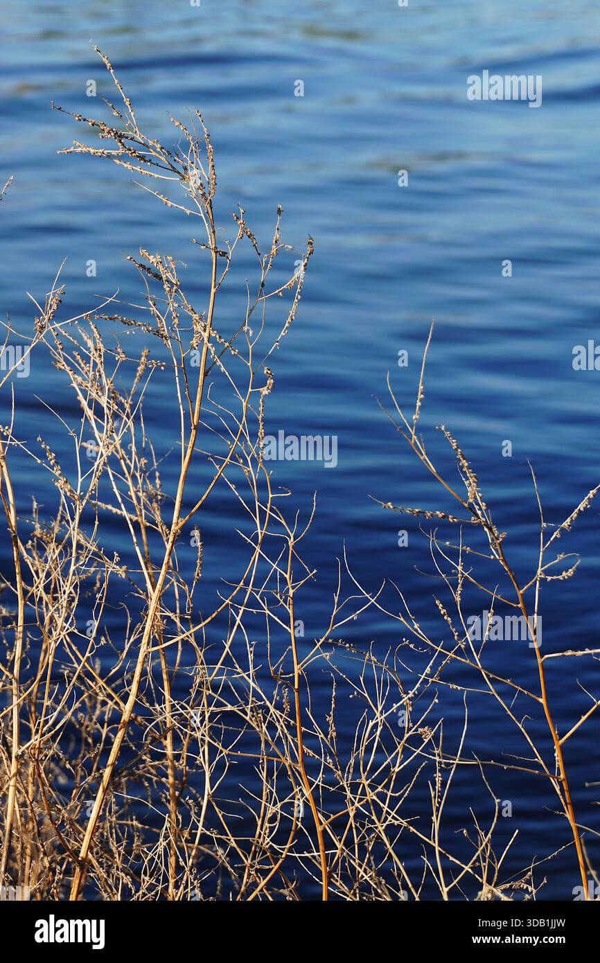 Primo piano verticale di steli secchi in contrasto con la superficie di ondulazione di un corpo d'acqua blu. Immagine grafica e naturale. Foto Stock