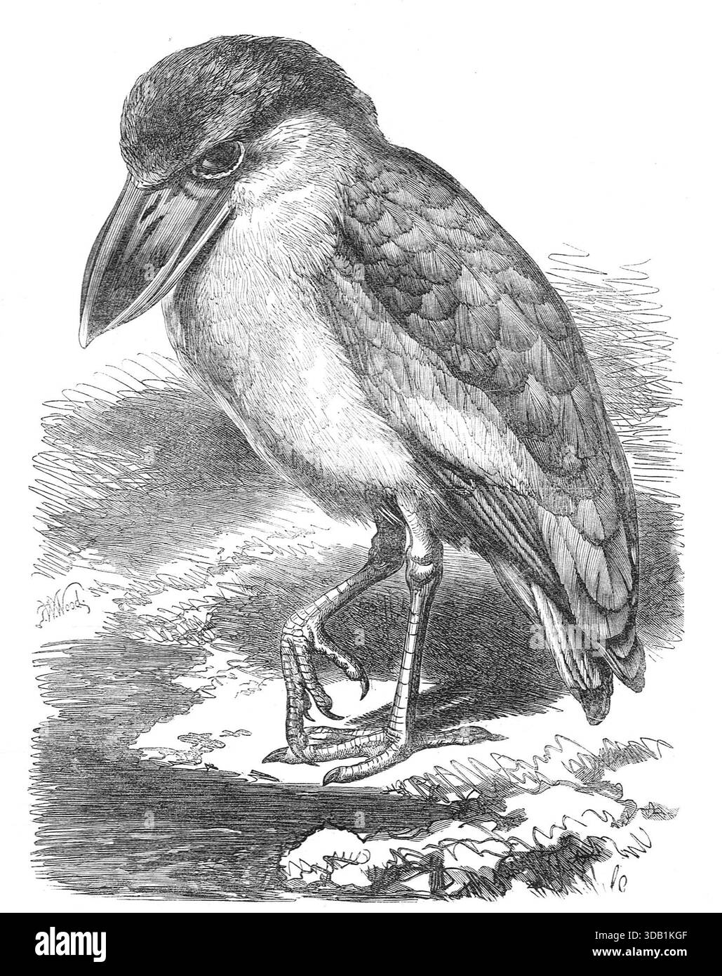 Airone con fattura in barca, raffigurato nei giardini della London Zoological Society, Regent's Park nel 1867 Foto Stock