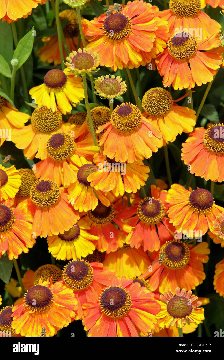 Helenium Sahin's Early Flowerer, fiori erbacei perenni a margherita lungo fiore in estate e autunno. primo piano del telaio di riempimento dello sfondo Foto Stock
