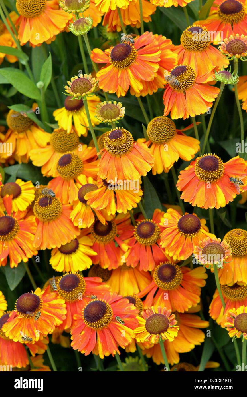 Helenium Sahin's Early Flowerer, fiori erbacei perenni a margherita lungo fiore in estate e autunno. primo piano del telaio di riempimento dello sfondo Foto Stock