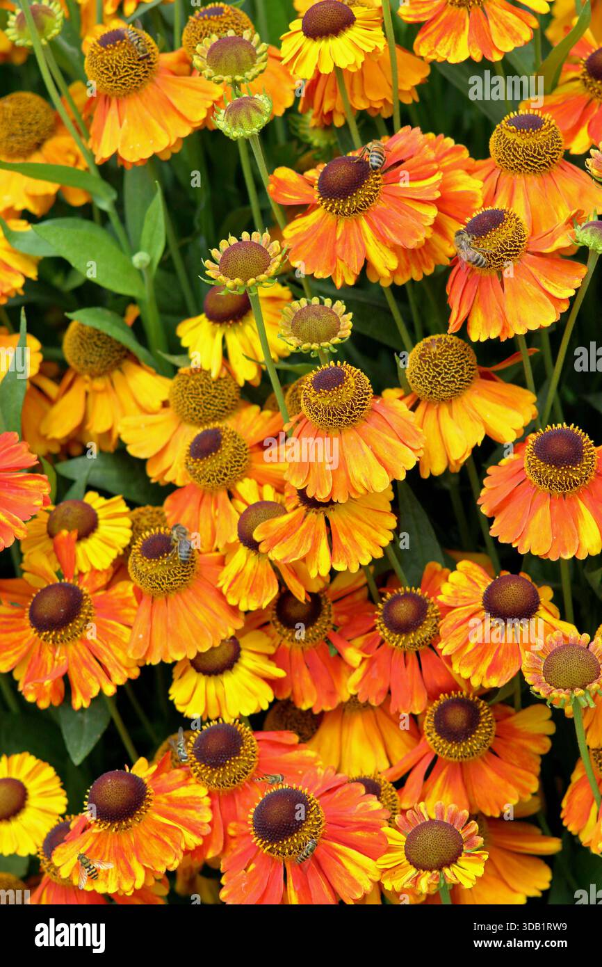 Helenium Sahin's Early Flowerer, fiori erbacei perenni a margherita lungo fiore in estate e autunno. primo piano del telaio di riempimento dello sfondo Foto Stock