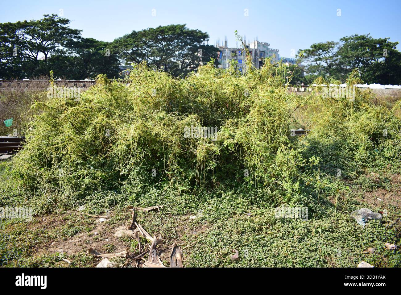 Cuscuta (Dodder / Amarbel) – pianta parassita della vite nella natura Foto Stock