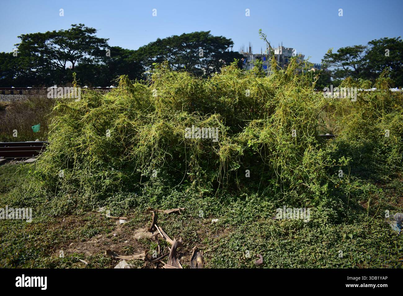 Cuscuta (Dodder / Amarbel) – pianta parassita della vite nella natura Foto Stock
