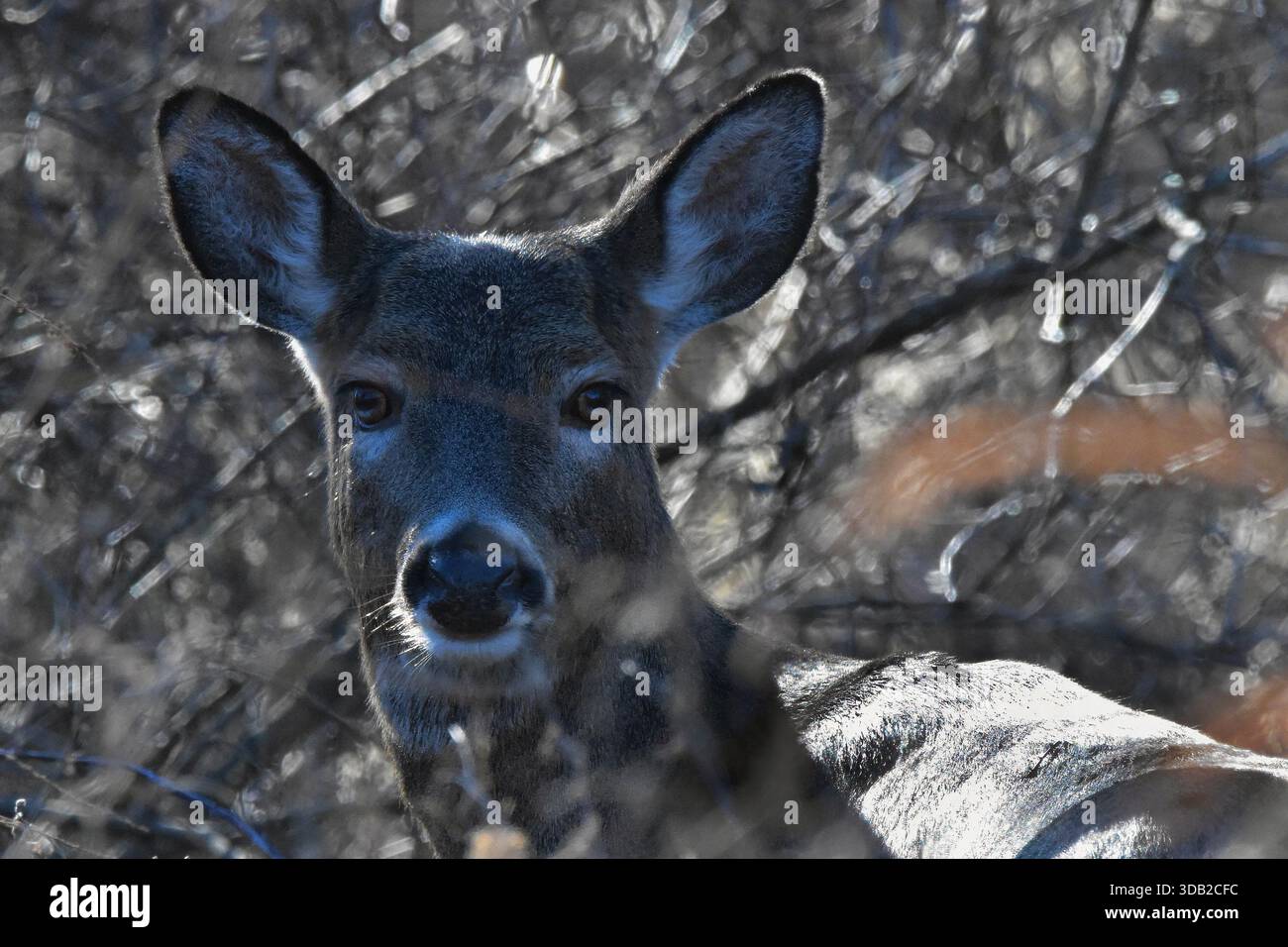 Ritratto di un cervo dalla coda bianca che lo unisce al suo ambiente naturale, una straordinaria immagine ritratto. Foto Stock
