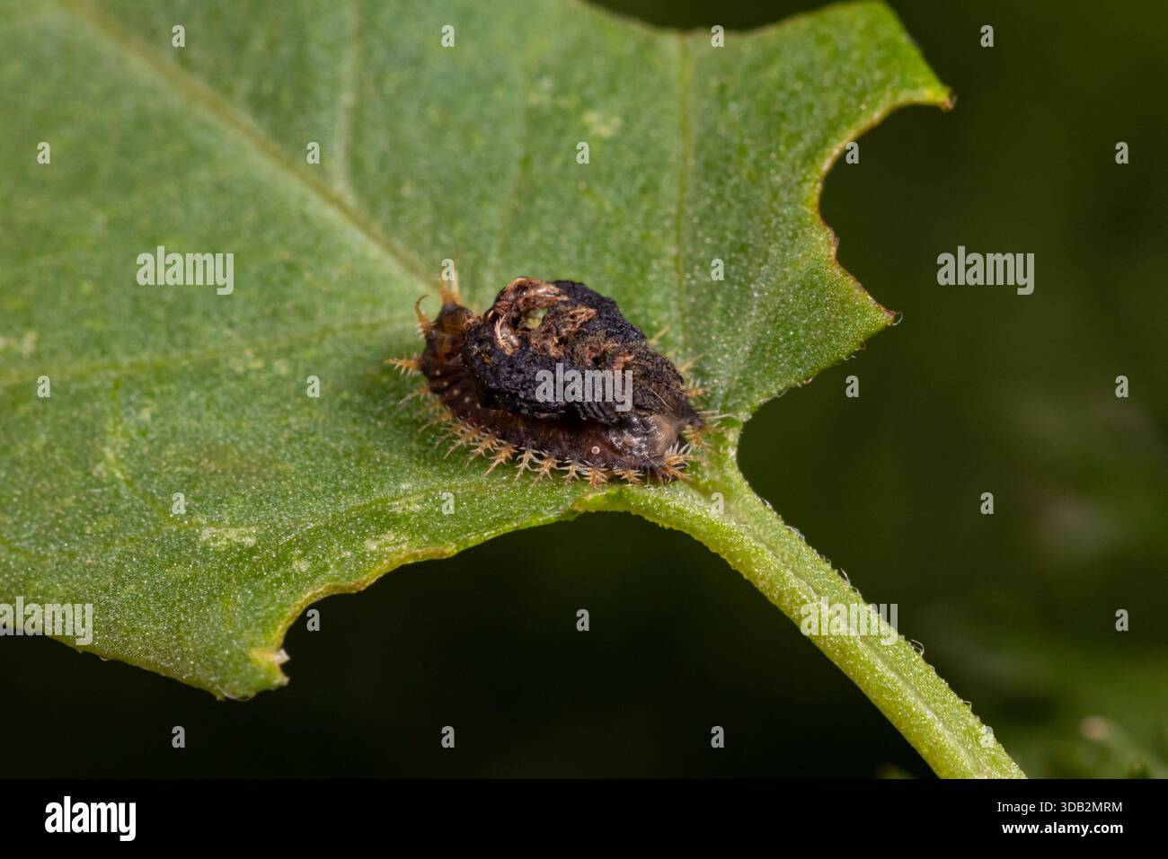 Larva di coleottero tartaruga dorata ricoperta di feci per protezione. Conservazione di insetti e fauna selvatica, conservazione dell'habitat e concetto di identificazione. Foto Stock
